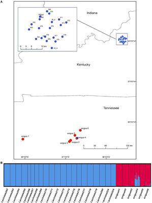 Population Genetic Analysis of the Threatened Plant Leavenworthia exigua var. laciniata (Brassicaceae) Reveals Virtually No Genetic Diversity and a Unique Mating System